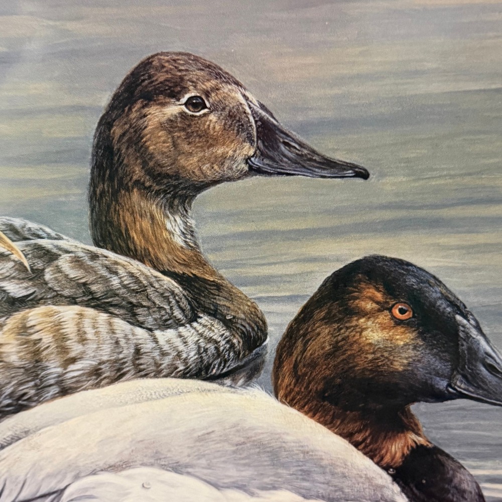 Laura Mark-Finberg Solitude Canvasbacks Print 18x14 Ducks Waterfowl - Picture 8 of 16